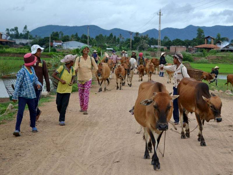 Cảnh đi chăn bò trên núi lúc sáng sớm của người đồng bào Jarai - tại Krong Pa