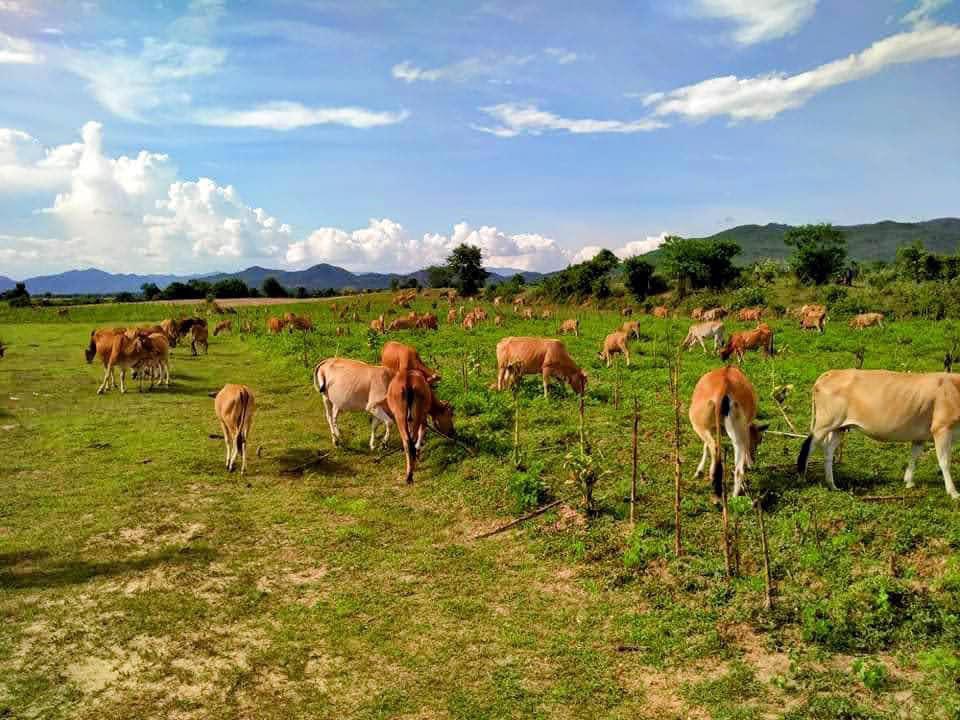 Hình thức nuôi bò chăn thả tự nhiên của người đồng bào Jrai tại Krong Pa 
