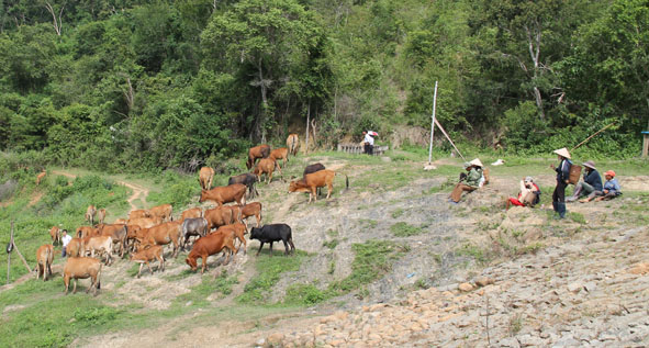 Chăn bò trên núi của người đồng bào Jarai - huyện Krong Pa