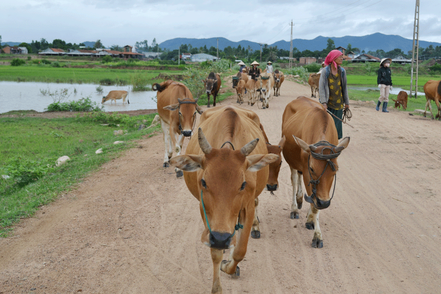 cảnh chăn bò krong pa - Gia Lai 