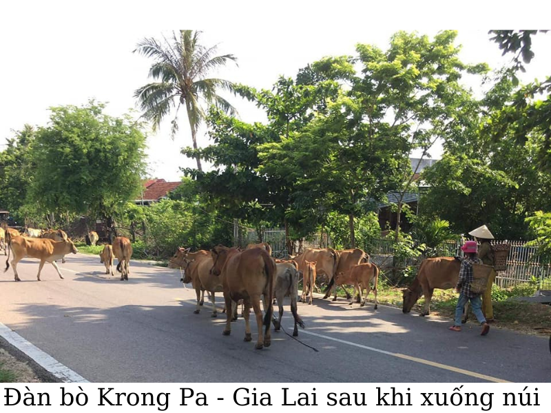 cảnh đi chăn bò lên các cánh sườn đồi tại xã chư ngọc của Huyện Krong Pa - Gia Lai 