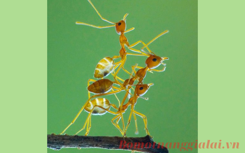 Hình ảnh chi tiết về con kiến bống vàng Gia Lai